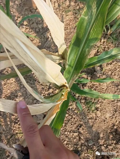 쵽(li)ģʽ_(du)ɶΣA(y)